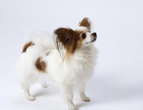 宠物狗品种大全 分类（宠物犬品种大全）
