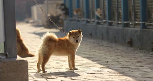 秋田幼犬和柴犬幼犬怎么区分？（秋田犬多少钱一只幼崽）