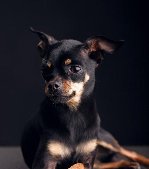 有哪些，最适合家养的4种大型犬排名（最适合家养的狗排名）