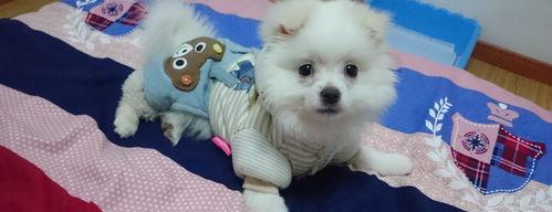 什么小型犬最好养又听话？（小型犬排名）