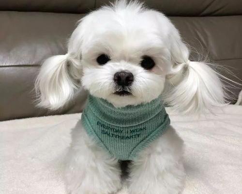 马尔济斯犬的优缺点（千万别养马尔济斯）