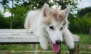 犬瘟怎么样的症状是中期？（犬瘟热的症状有哪些）