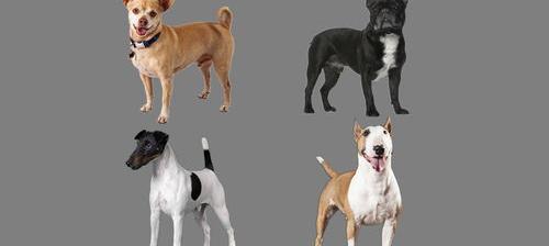 十种最省心的小型犬排名？ 小型犬种类
