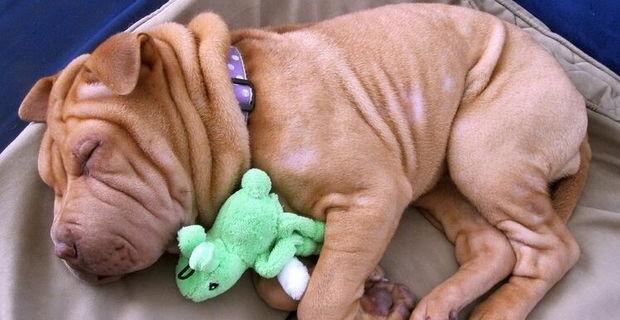 比格犬智商排名第几？（犬类智商排名一览表）