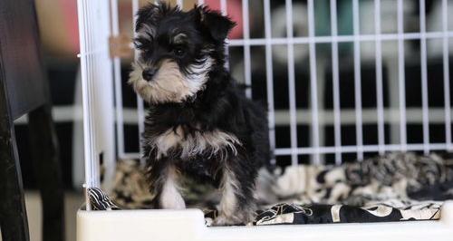 纯白雪纳瑞为什么便宜？（雪纳瑞价格）