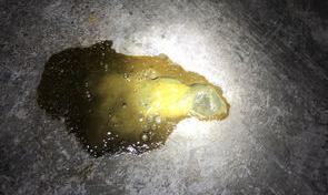 细小病毒恢复期间有哪些表现？（狗狗得细小好转的征兆）