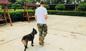 训犬师培训学校哪个比较好 训犬师培训学校哪个好