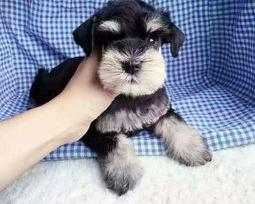 秋田和雪纳瑞哪个好养？ 雪纳瑞多少钱一只幼犬