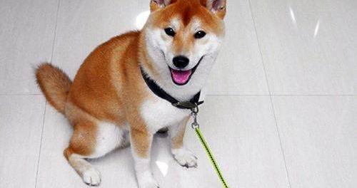 白柴犬为什么会变黄？ 白色柴犬多少钱一只