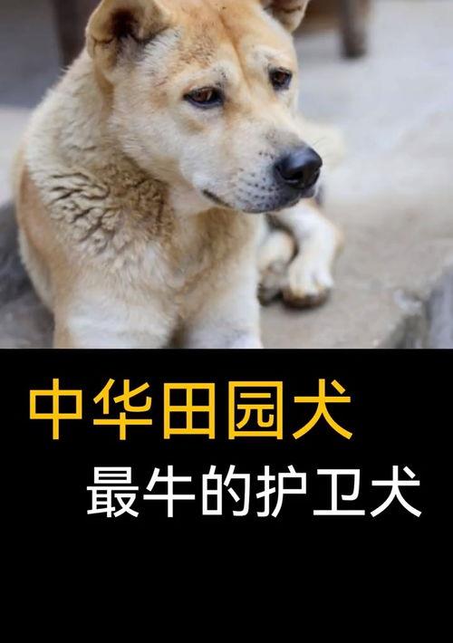 东德和马犬哪个适合家养？（最适合家养的护卫犬）