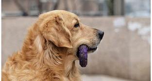 金毛怎么训练 金毛幼犬怎么训练才听话的