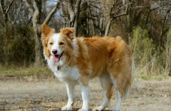 有没有比较好的狗狗网站？ 宠物犬网站