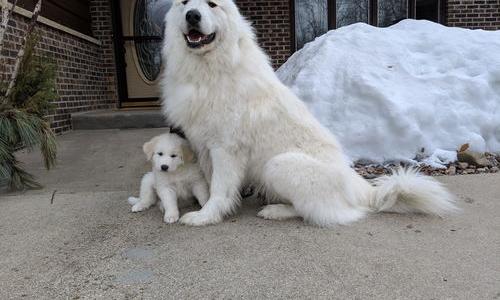 哪些人适合养大白熊犬 为什么很少人养大白熊
