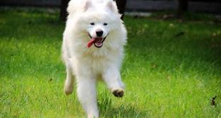 雪纳瑞贵还是萨摩耶？ 纯种萨摩耶犬多少钱一只