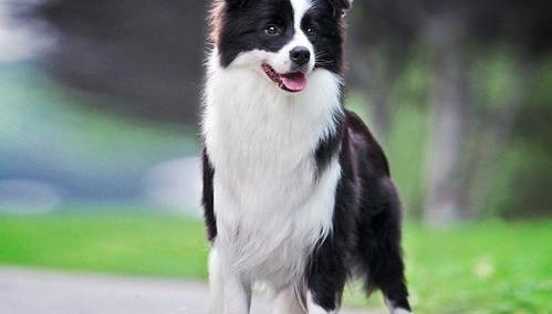 边牧是不是玻璃胃？（边境牧羊犬）