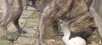 秋灵诚黄犬是古老土著犬吗？ 土狗中的极品