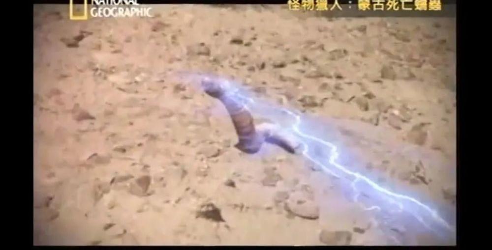 蒙古死亡蠕虫有多大（蒙古死亡蠕虫）