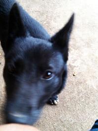 十大适合家养的大型犬（大型犬品种大全 排行榜）
