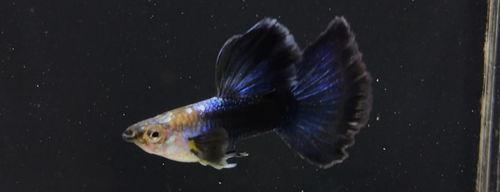 孔雀鱼是淡水鱼吗？（孔雀鱼）