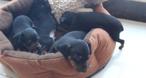 小鹿犬和吉娃娃哪个好养些？（小鹿犬为什么没人养）