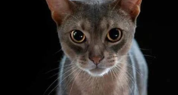 最不爱掉毛猫排名是怎样的？（十大最不掉毛猫排名）