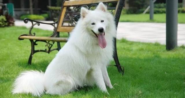 大型狗的品种大全？（犬种大全）