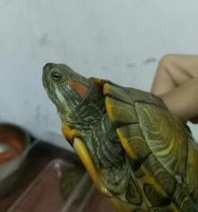 乌龟最喜欢的食物是什么？（乌龟最爱吃的10种食物）