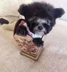 茶杯犬多少钱 茶杯狗价格