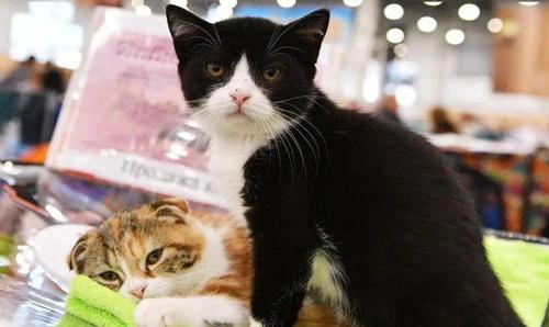 乐猫回收靠谱吗？ 宠物猫回收店价格表