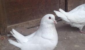 利润比较高的几种肉羊（十大暴利养殖）