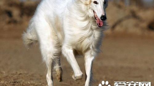 广西禁养犬种名单？（苏俄猎狼犬）