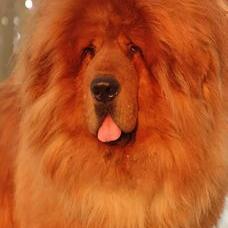 中国有藏獒当军犬吗？ 军犬能打过藏獒吗