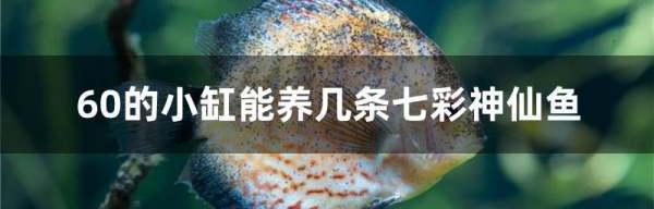 神仙鱼是元宝鱼吗？ 神仙鱼