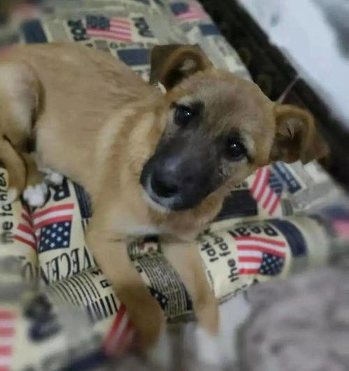 可以领养猫猫的app有哪些？（领养宠物的平台）