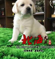 拉布拉多犬价格多少钱一只？ 拉布拉多犬价格多少钱一只