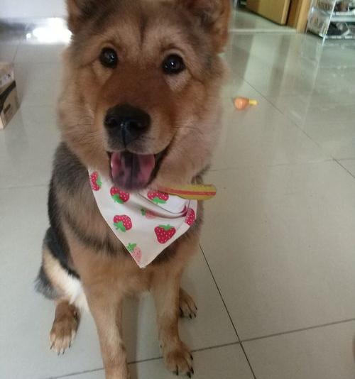 国内最大的宠物论坛？（宠物网）