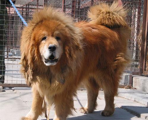 我想养只大型犬，请问什么犬又听话又有灵性还护主？（什么犬护主人不要命）