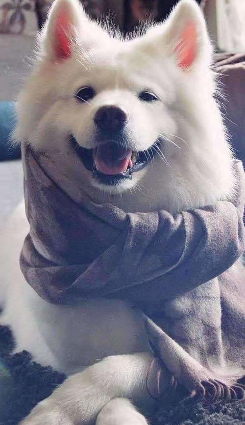 犬瘟热肚子抽搐厉害有什么快办法？（犬瘟热症状及治疗方法）