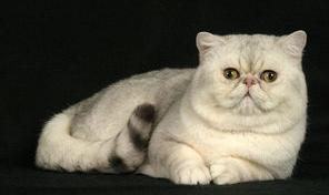 异国短毛猫整体特征怎么样（异国短毛猫）