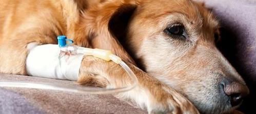 家里狗狗得了细小好了以后？（细小自救偏方）