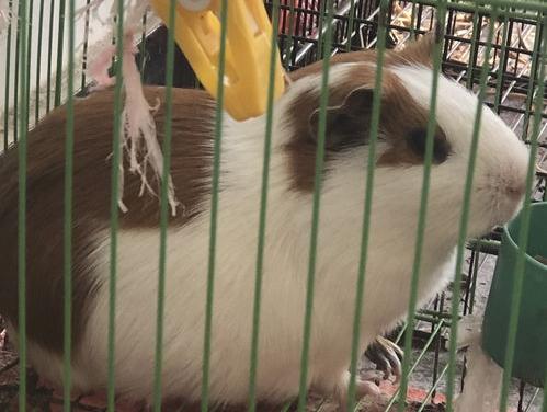 养荷兰猪的坏处,养荷兰猪的坏处都有哪些?（荷兰猪谁养谁后悔）