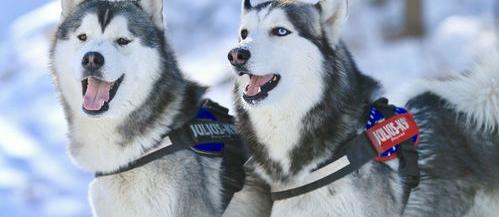 关于哈士奇眼睛颜色的问题？（哈士奇蓝眼睛贵还是黑眼睛贵）