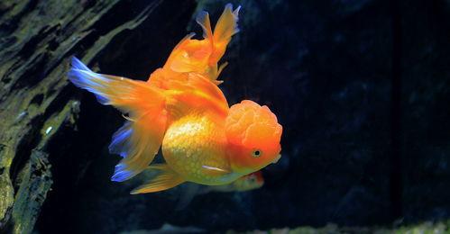 最好吃的鱼排名前十名？ 十大名贵观赏鱼