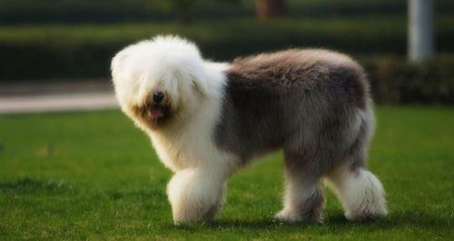 古牧犬优缺点？（古牧犬优缺点）