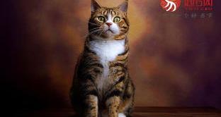 可爱又潮有顺口的小型宠物名？（好听高雅的宠物名字）