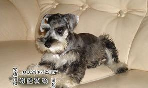 三种体型雪纳瑞对比？（小型雪纳瑞犬）