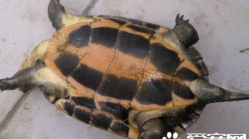 乌龟十大禁忌食物？（养龟的六大禁忌）