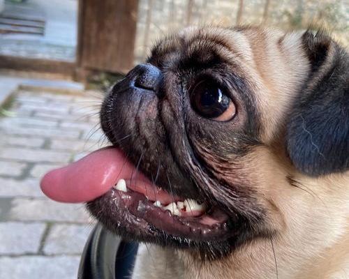 巴哥犬和法斗犬哪个贵？ 八哥狗狗价位