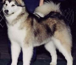 梦幻阿拉斯加犬是什么品种？（阿拉斯加雪橇犬）