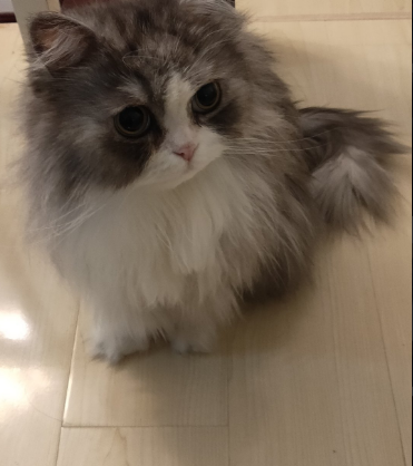 桥林解说自频道（桥林解说）